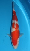 Koi