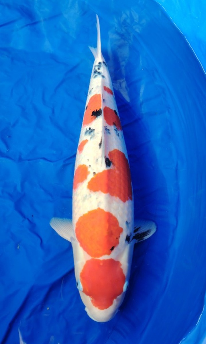 Koi picture