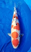 Koi