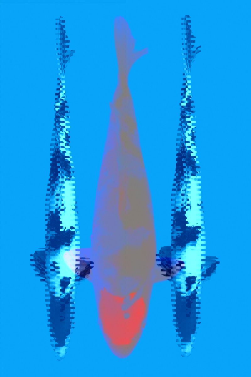 Koi picture