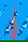 Koi