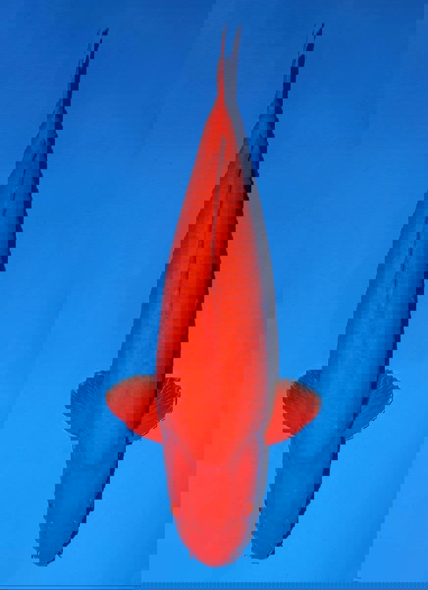 Koi picture