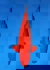Koi