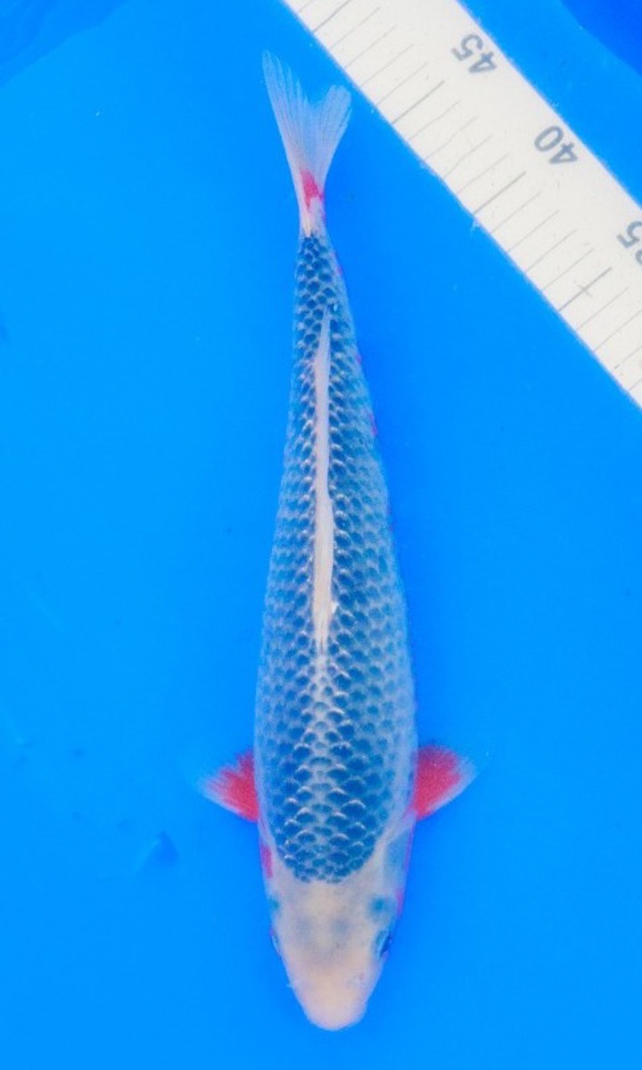 Koi picture