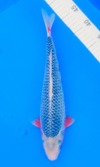 Koi