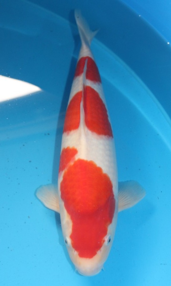 Koi picture