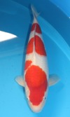 Koi
