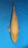 Koi