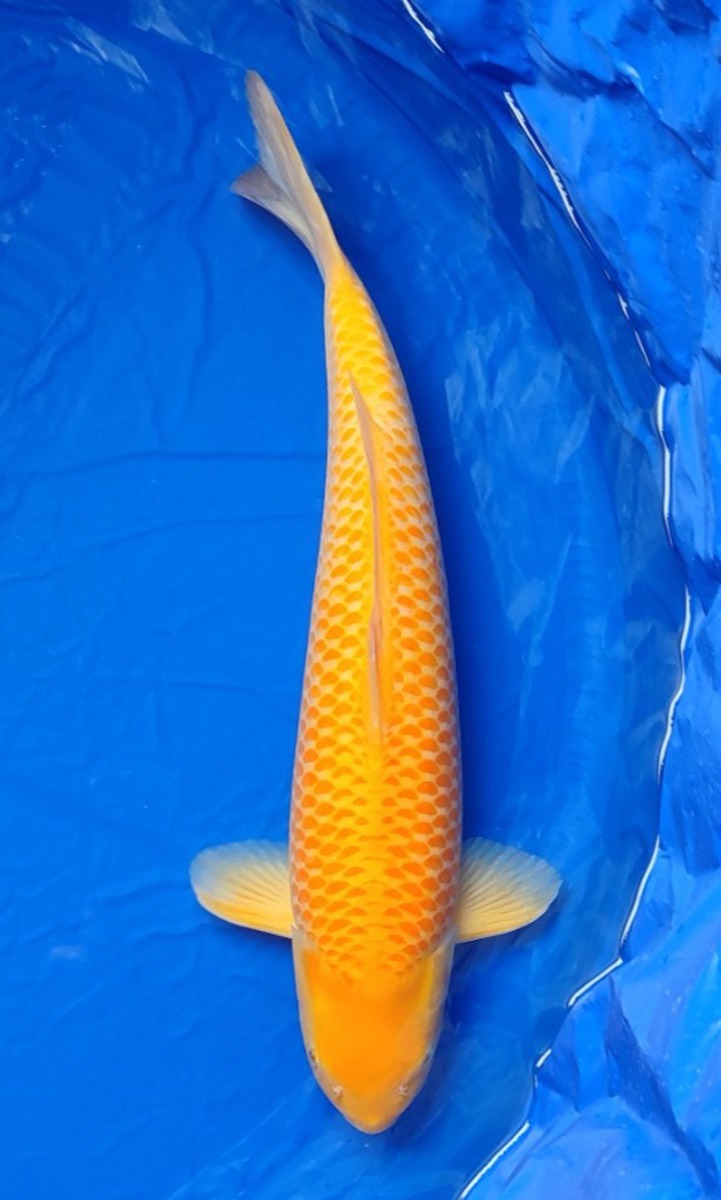 Koi picture