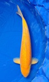 Koi