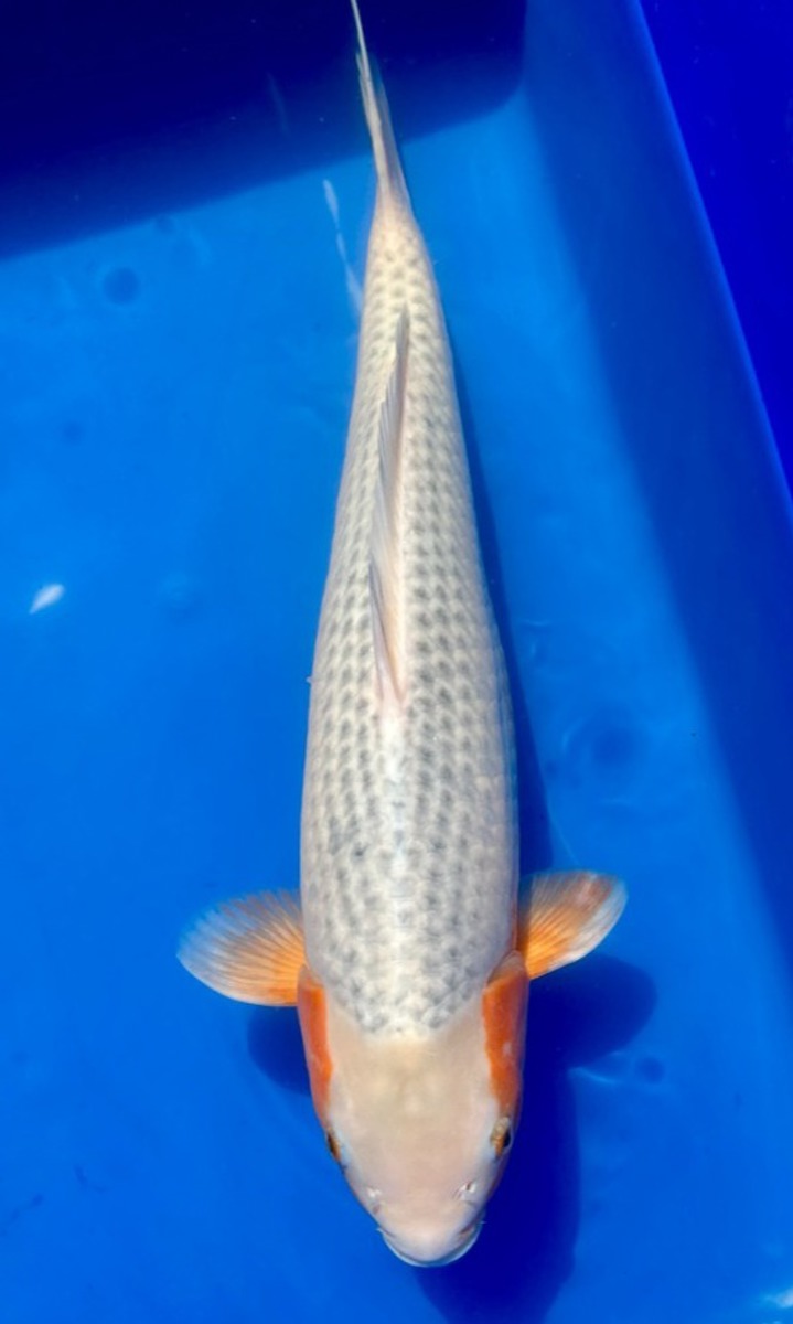 Koi picture