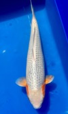 Koi