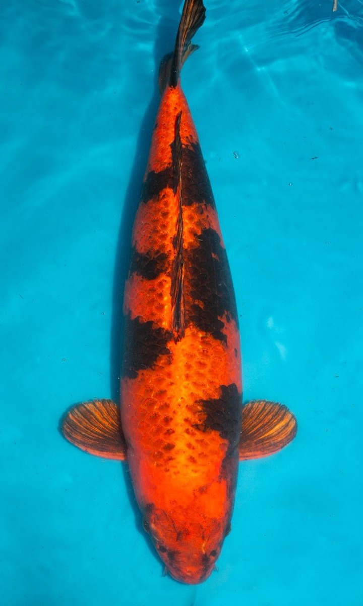 Koi picture