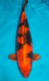 Koi
