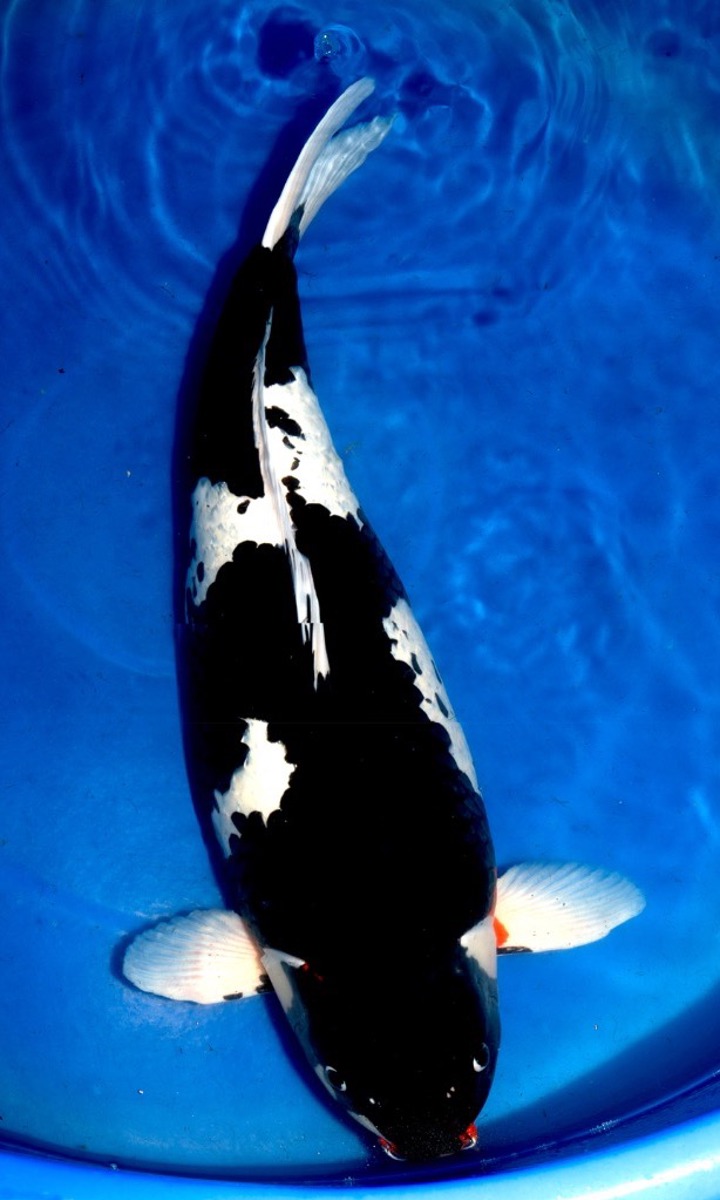 Koi picture