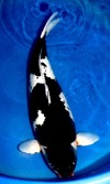 Koi