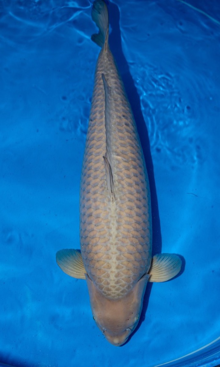 Koi picture