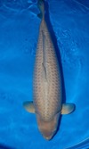Koi
