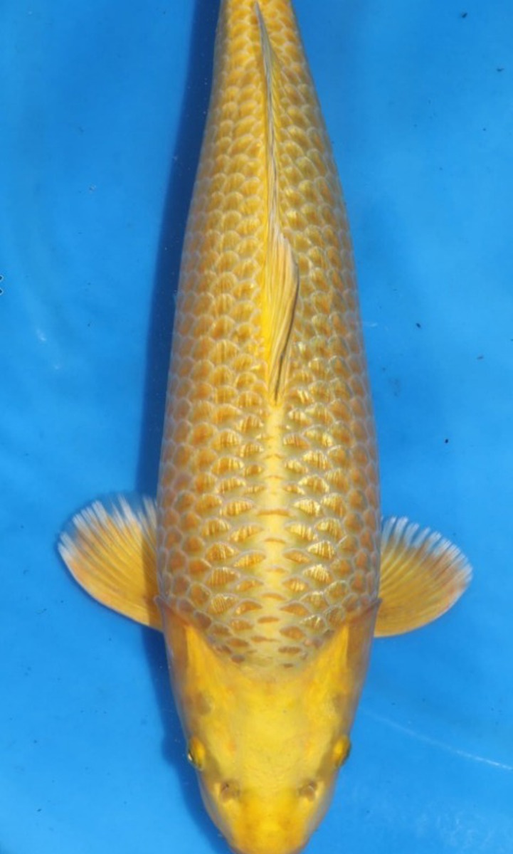 Koi picture