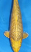 Koi