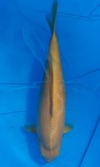 Koi