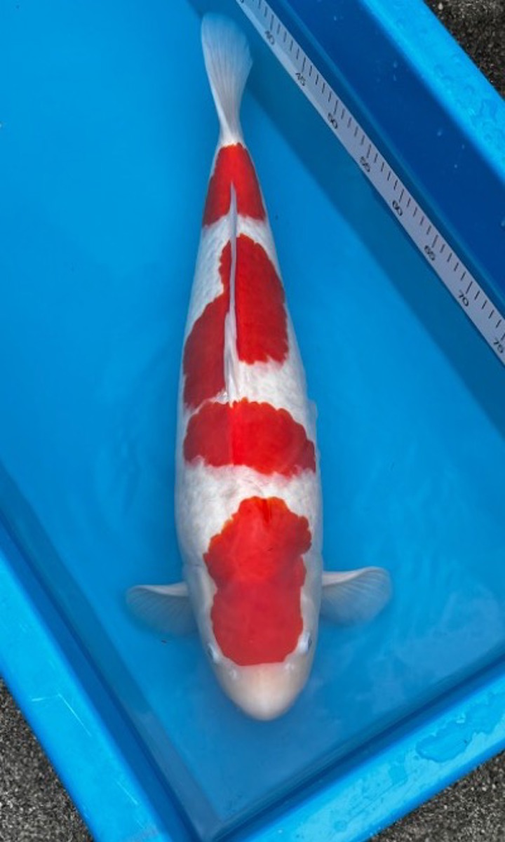 Koi picture