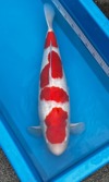 Koi