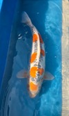 Koi
