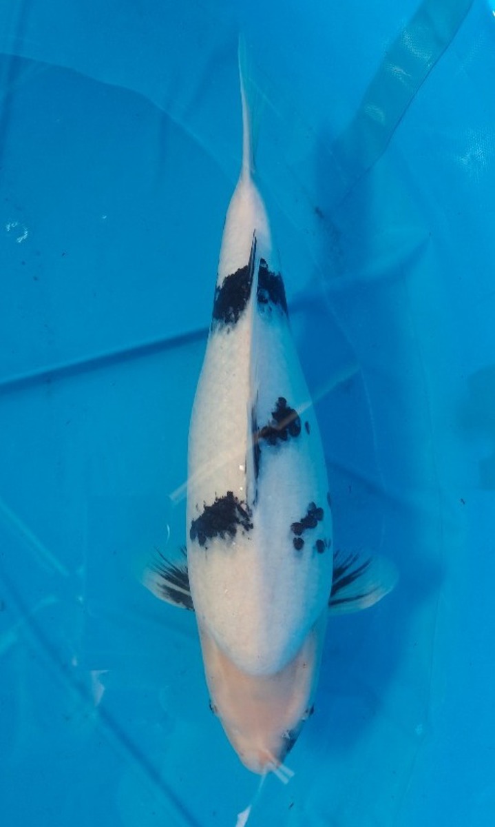 Koi picture
