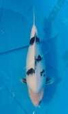Koi