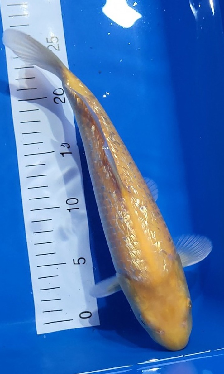 Koi picture