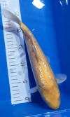 Koi