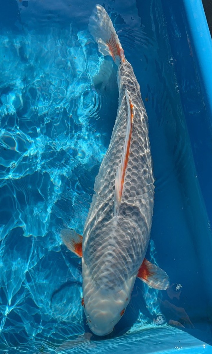 Koi picture