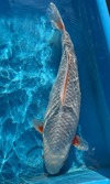 Koi