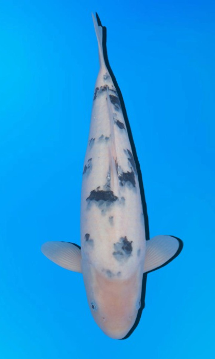 Koi picture