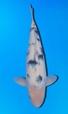 Koi