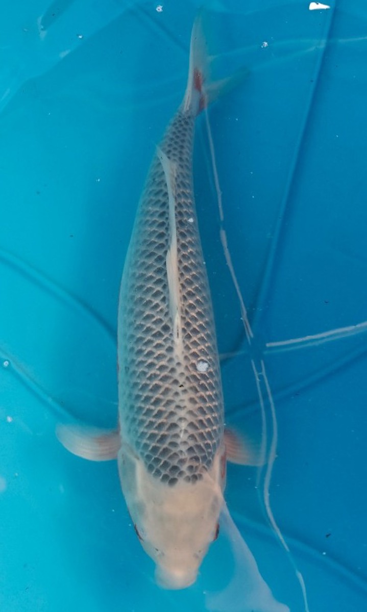 Koi picture