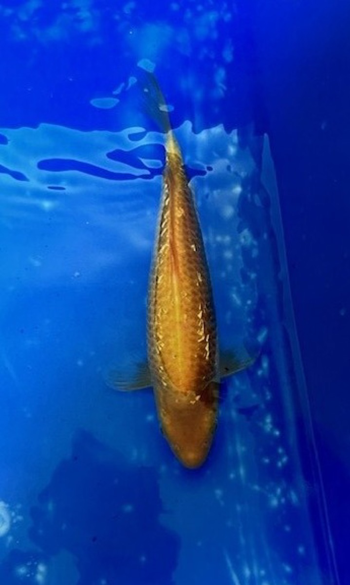Koi picture