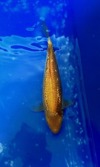 Koi