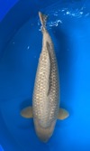 Koi