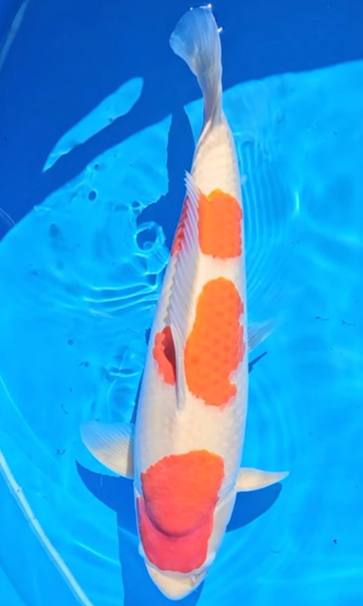 Koi picture