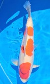 Koi
