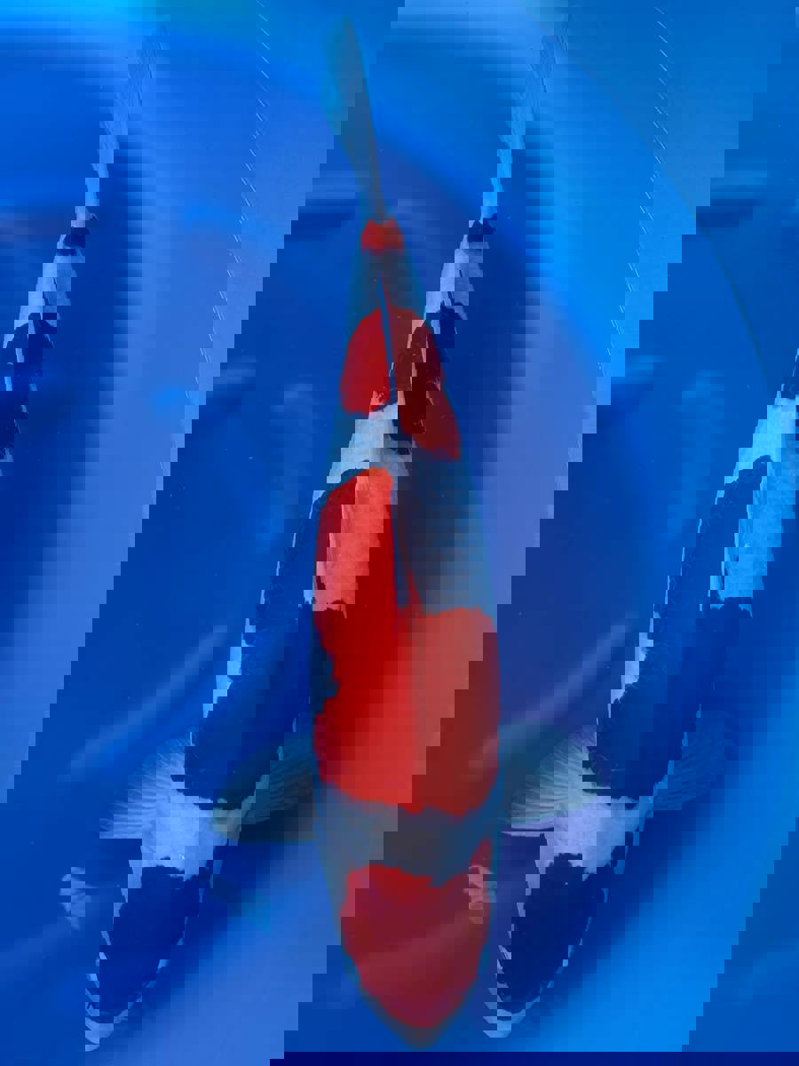 Koi picture