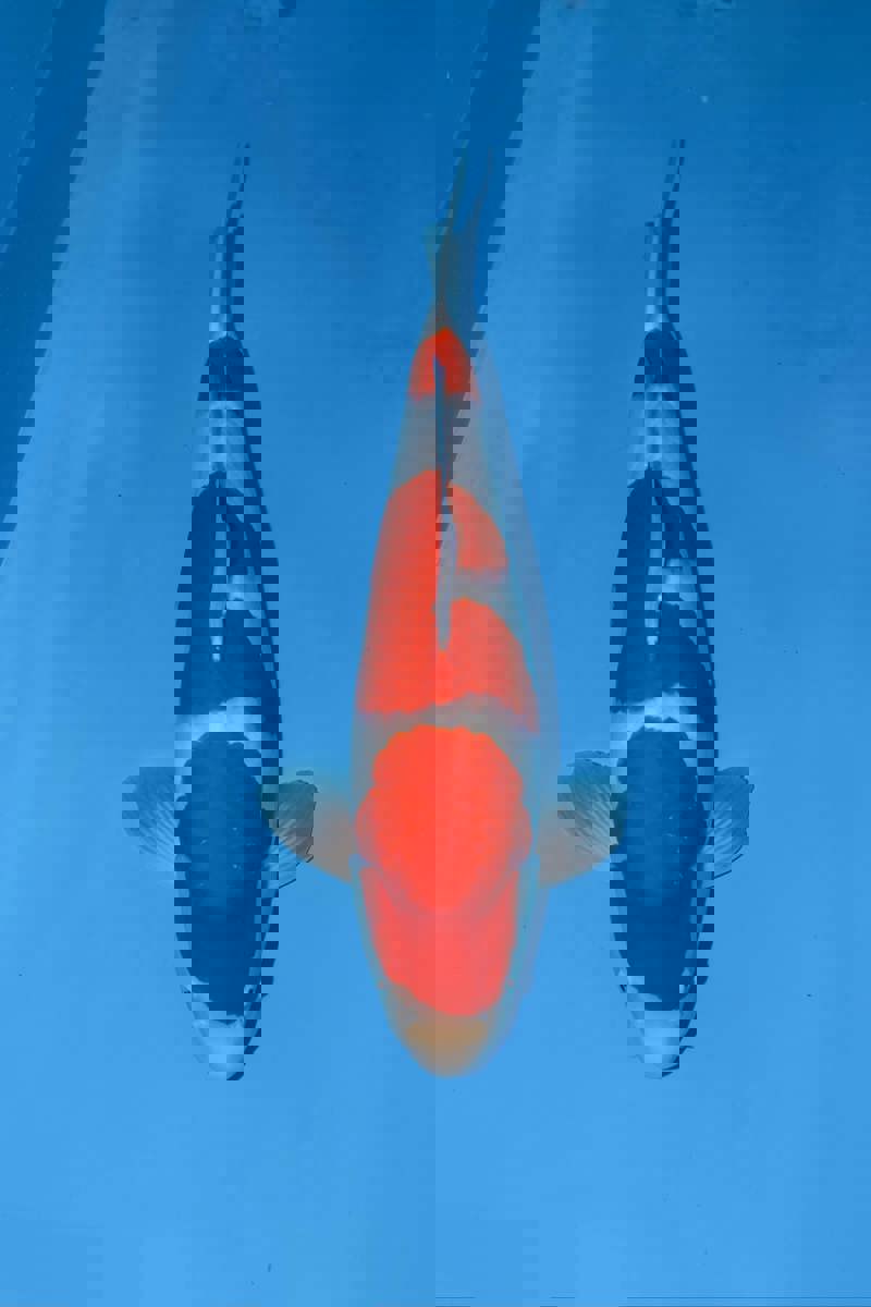 Koi picture
