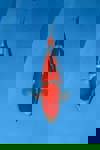 Koi