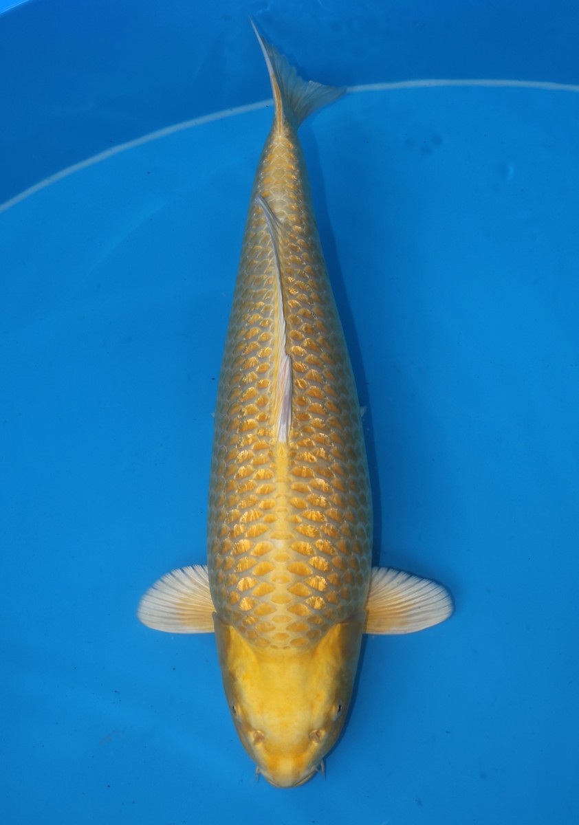 Koi picture