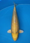 Koi