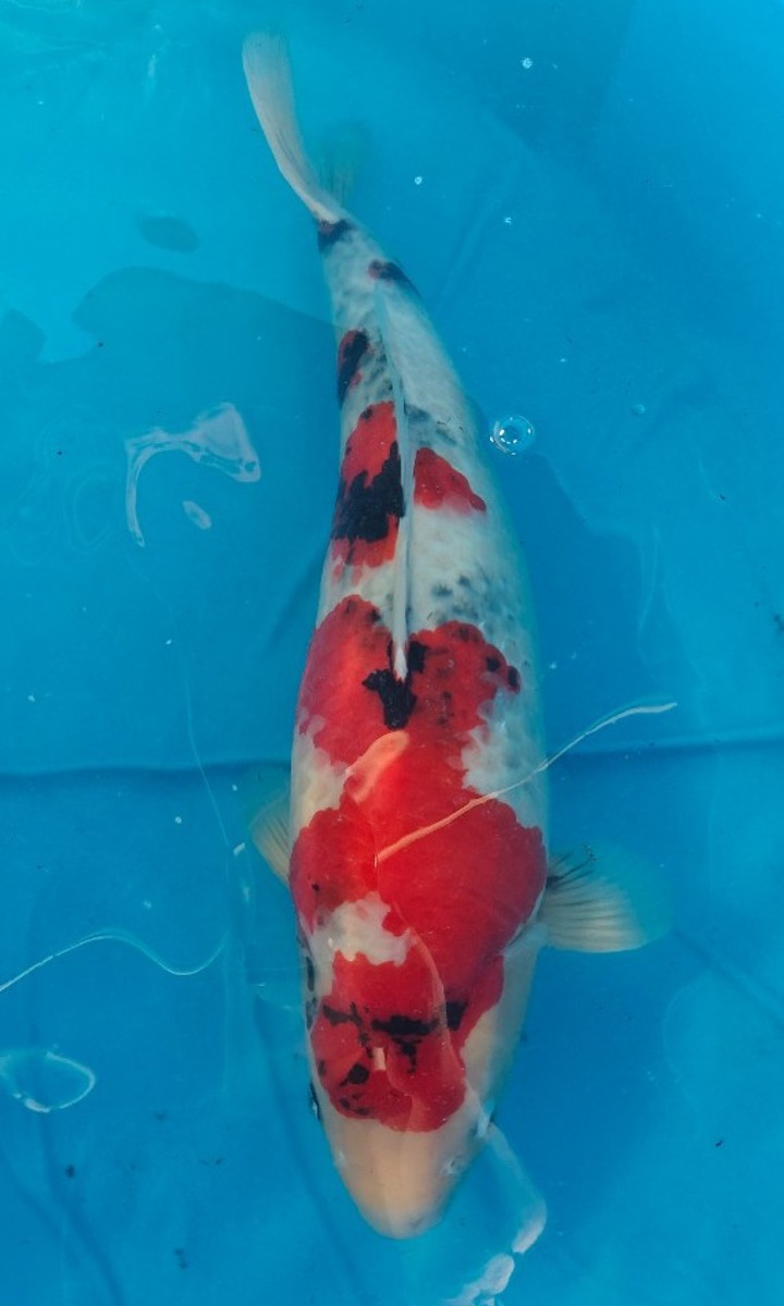 Koi picture