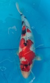 Koi