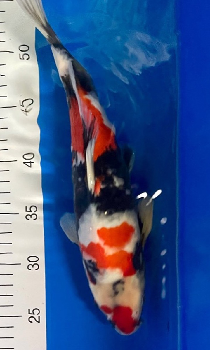Koi picture